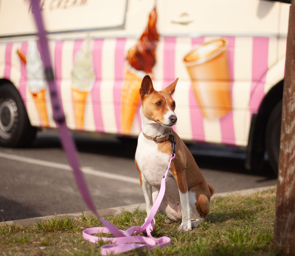 Long Line Dog Lead; Washable; Light; Strong; Comfortable; Waterproof