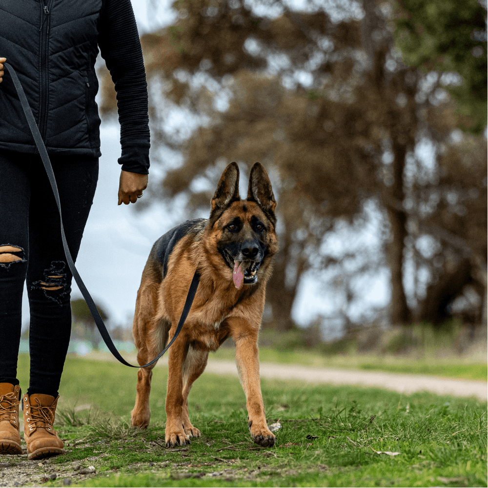 A German Shepherd dog walking on a grassy path outdoors, wearing a black harness attached to a black leash held by a person in a black quilted vest and ripped black jeans with tan boots.