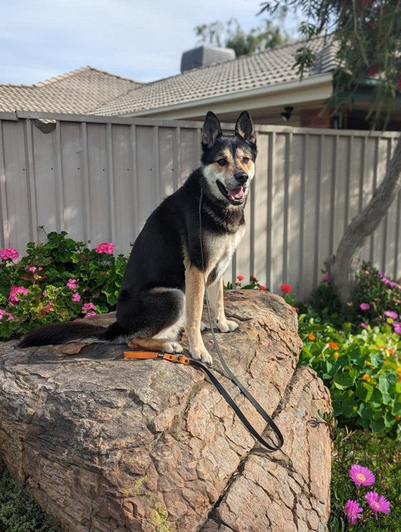 Black with Orange Handle - Long Line Dog Lead; Washable; Light; Strong; Comfortable