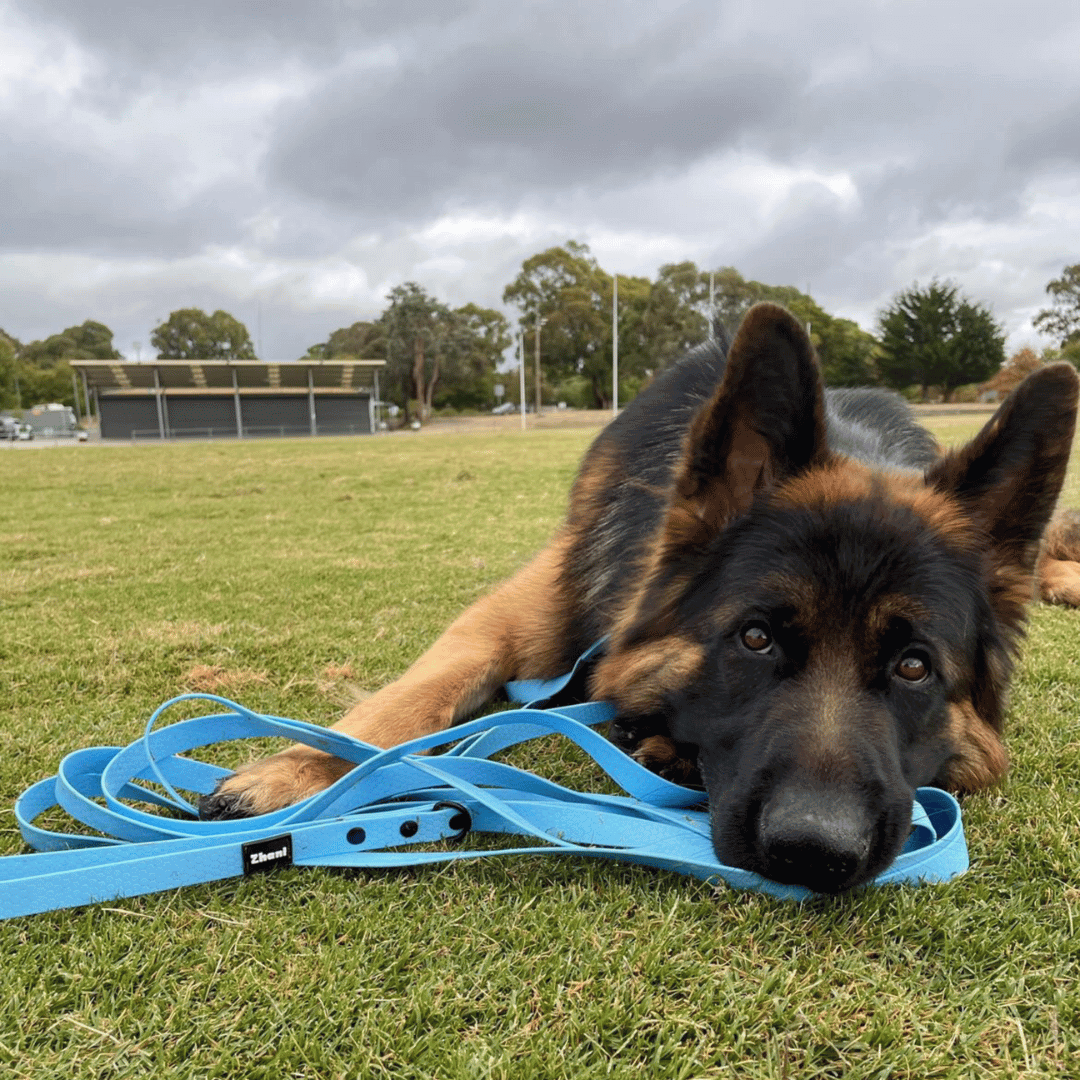 Blue - Long Line Dog Lead; Washable; Light; Strong; Comfortable; Waterproof