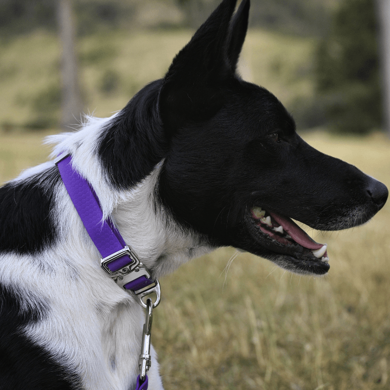 Purple dog collar with silver buckle in a natural background