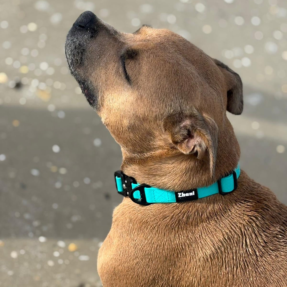 Dog wearing a turquoise collar on a beach