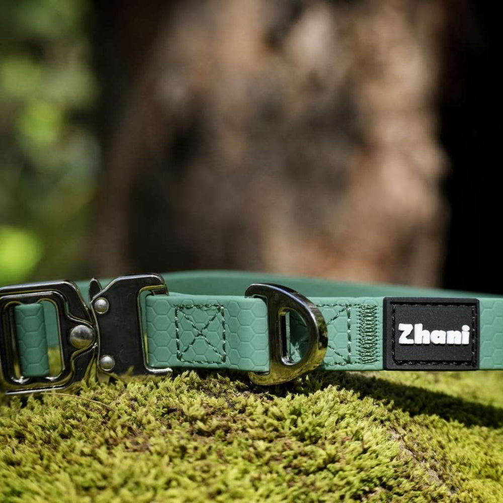 Green dog collar with silver buckle on a palm leaf, brand 'Zhani' visible