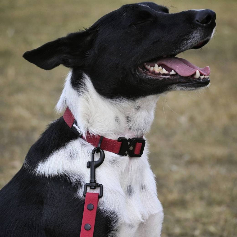 Black and white dog wearing a maroon collar and leash outdoors