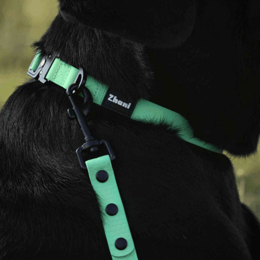 Black dog wearing a mint collar with a brand name on a blurred natural background