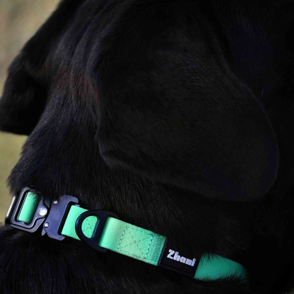 Black dog wearing a mint and black collar with Zhani branding