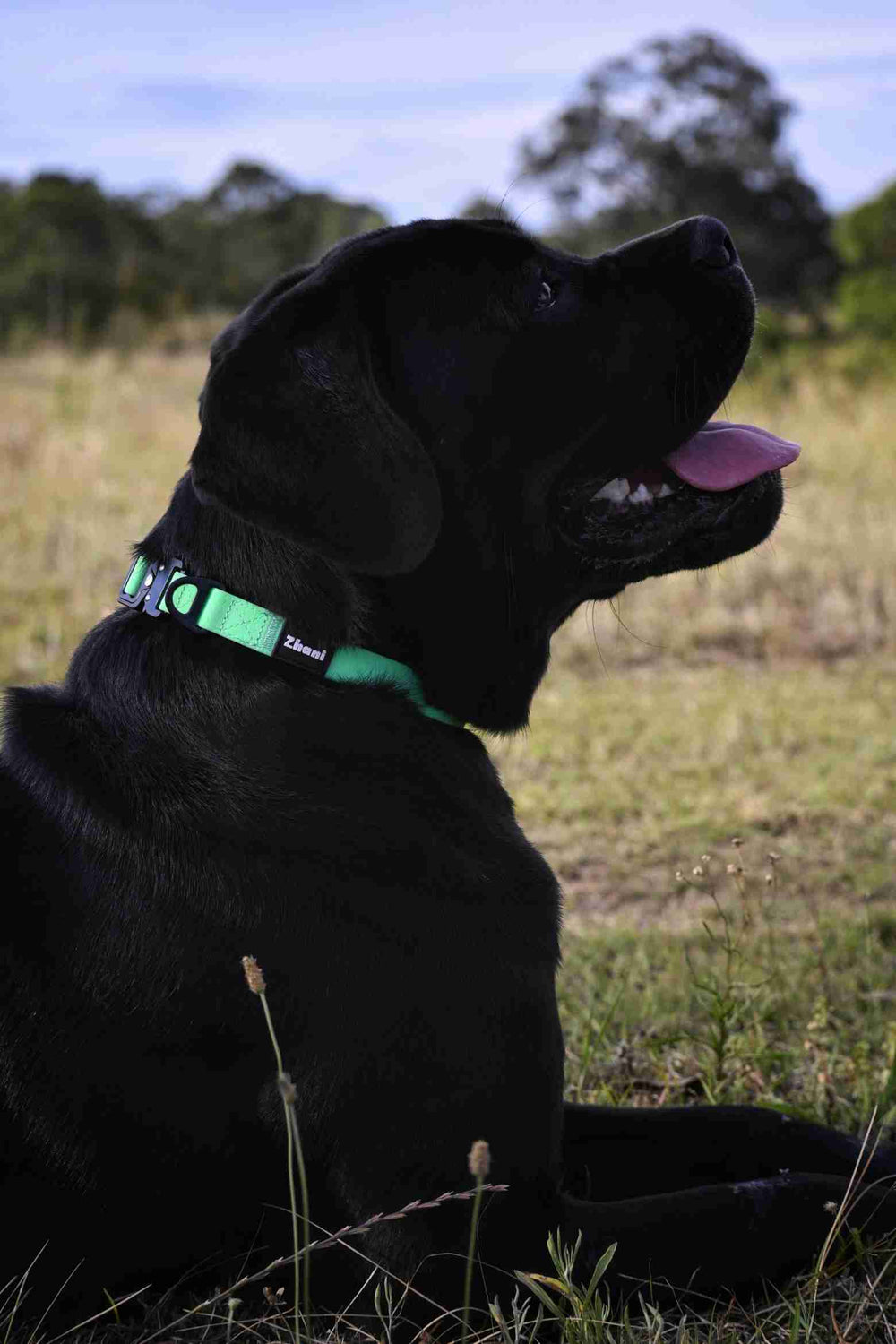 Black dog with a mint collar sitting in a field