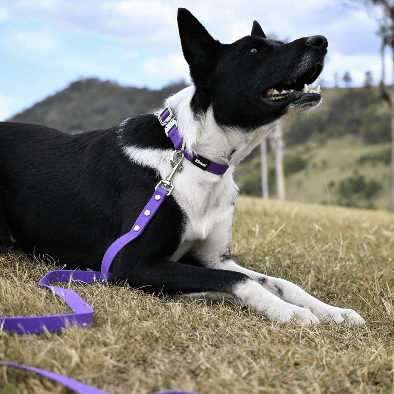 A black and white dog lying on dry grass wearing a purple collar and matching purple leash strap, with hills and a cloudy sky in the background.