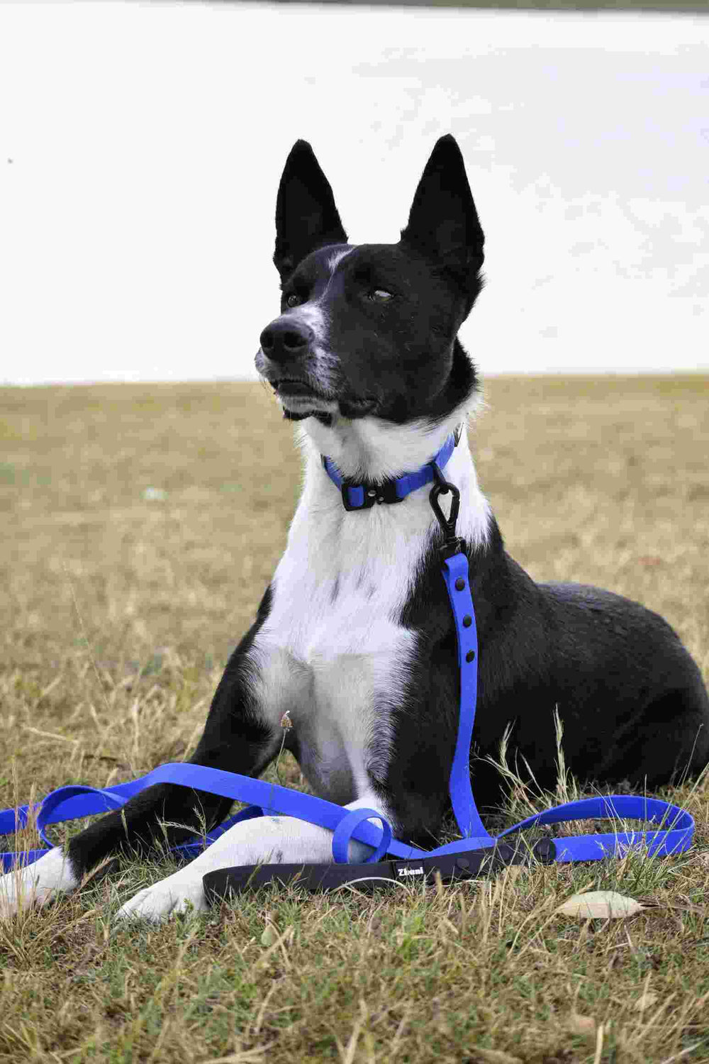 Black and white dog wearing a royal blue collar and leash sitting on grass.