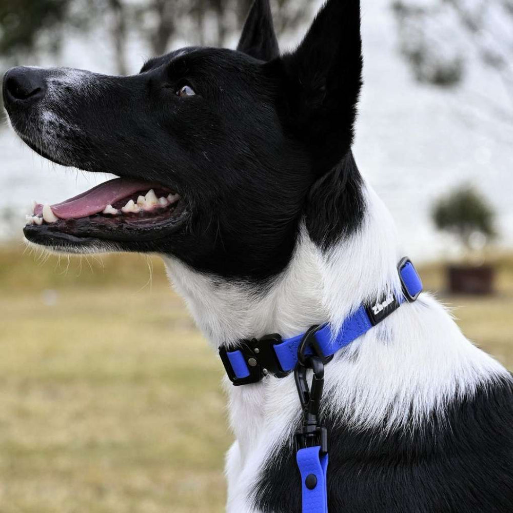 Royal Blue Collar