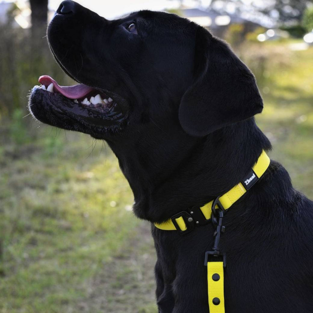 Black dog with yellow lead and collar