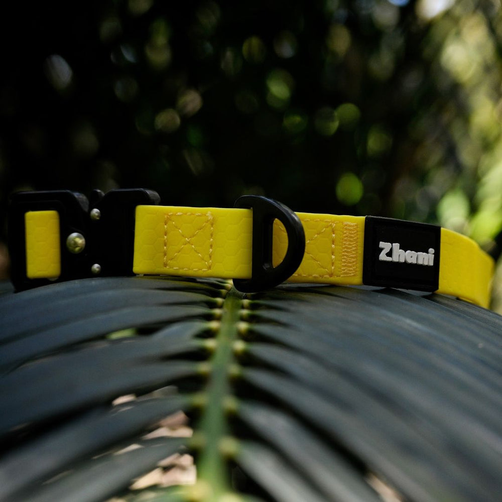 Yellow dog collar with black buckle on a leafy branch