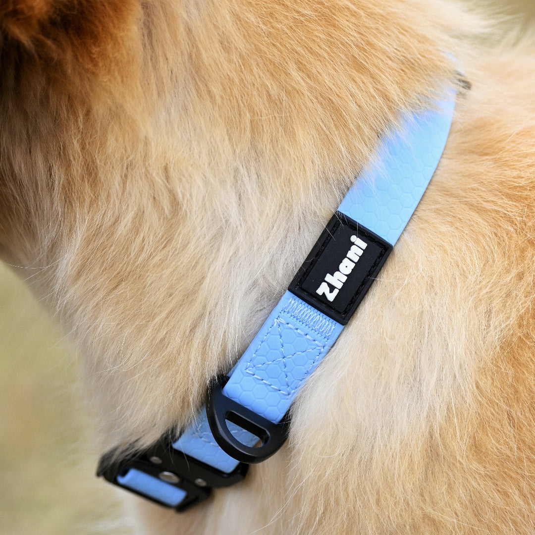 Zhani Dog collar on a dog's neck
