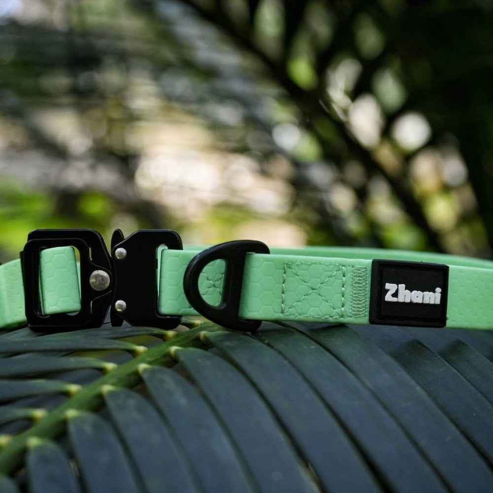 Mint dog collar with black buckle on a mossy surface