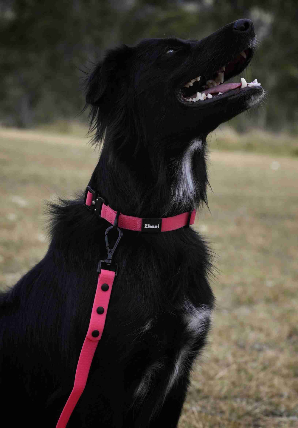 Black dog wearing a pink collar and leash in an outdoor setting