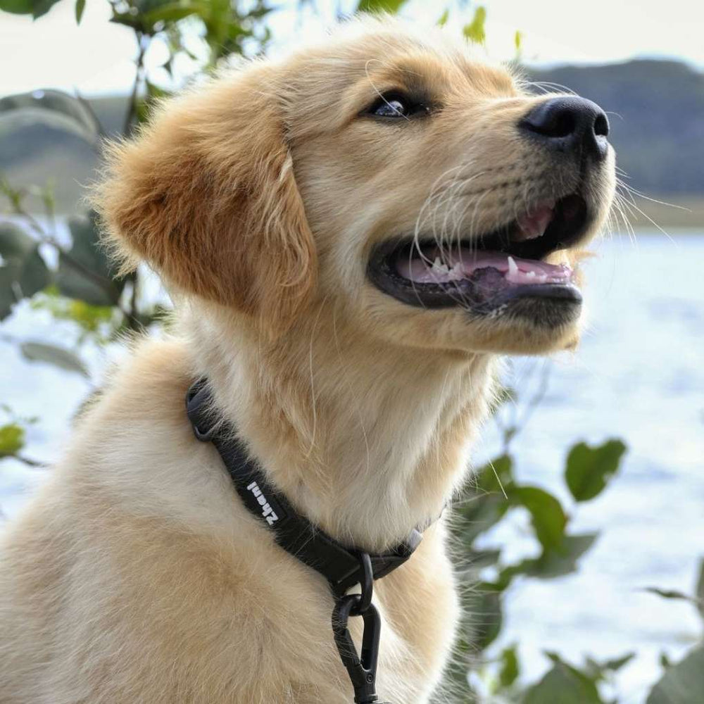 Black - Long Line Dog Lead; Washable; Light; Strong; Comfortable; Waterproof; Collar;
