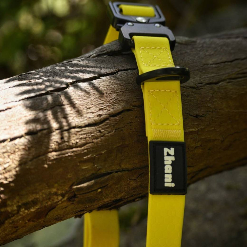 Zhani yellow dog collar on tree log