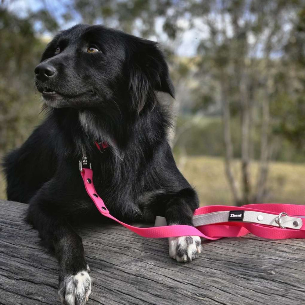 Dog with zhani lead and collar pink