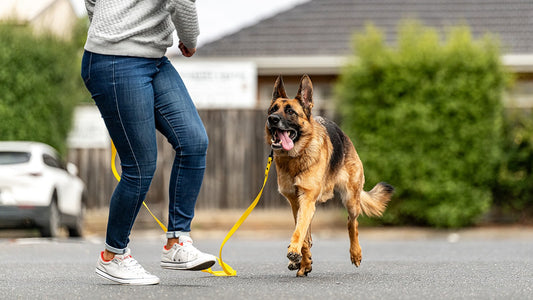 Solid Dog Recall