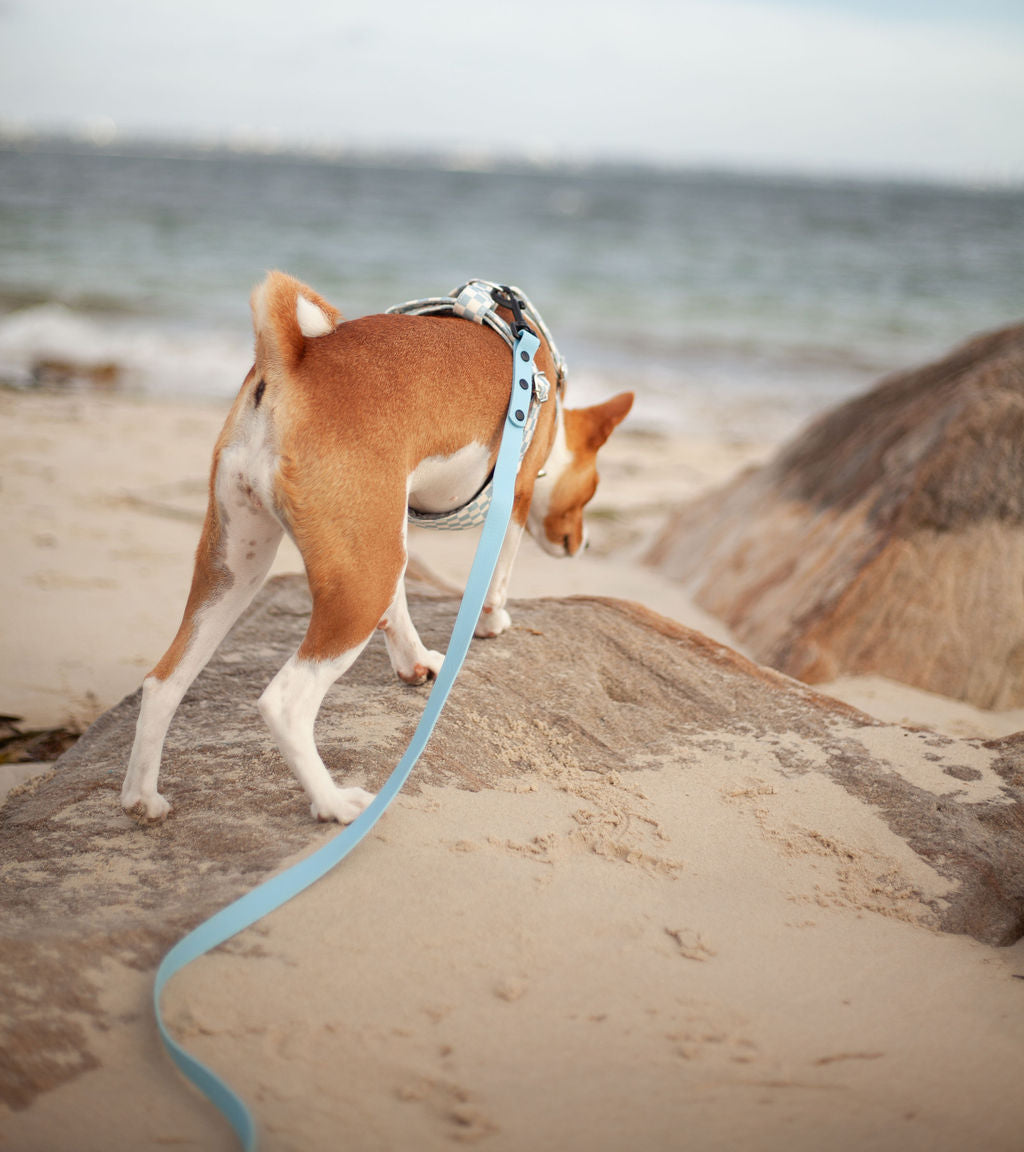 Training Lead