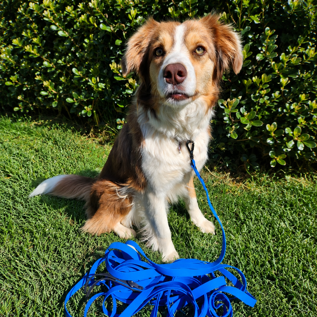Why a Long Line Dog Lead?