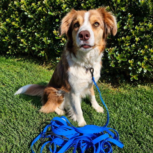 Why a Long Line Dog Lead?