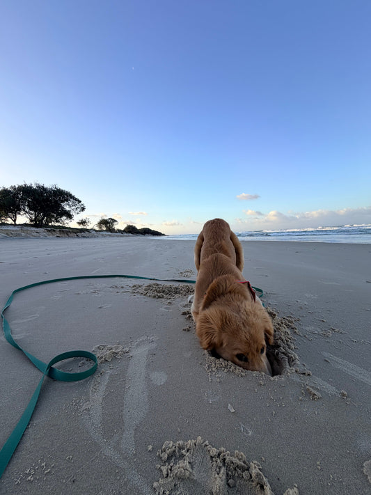 Why Happy Hounds Chooses Zhani Long Line Dog Leads for Safer, Calmer Dog Walks