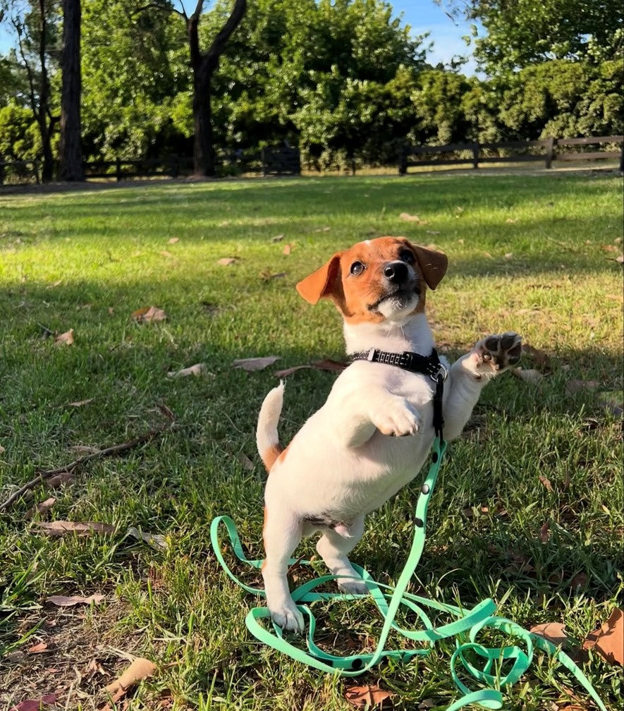 Puppy Lead