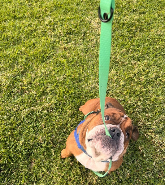 Why a Retractable Leash Is NOT the Same as a Long Line Lead