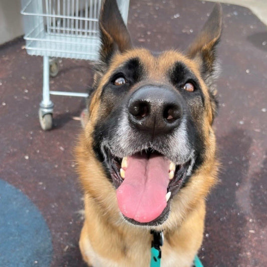 Do you love your dog more than I love mine?