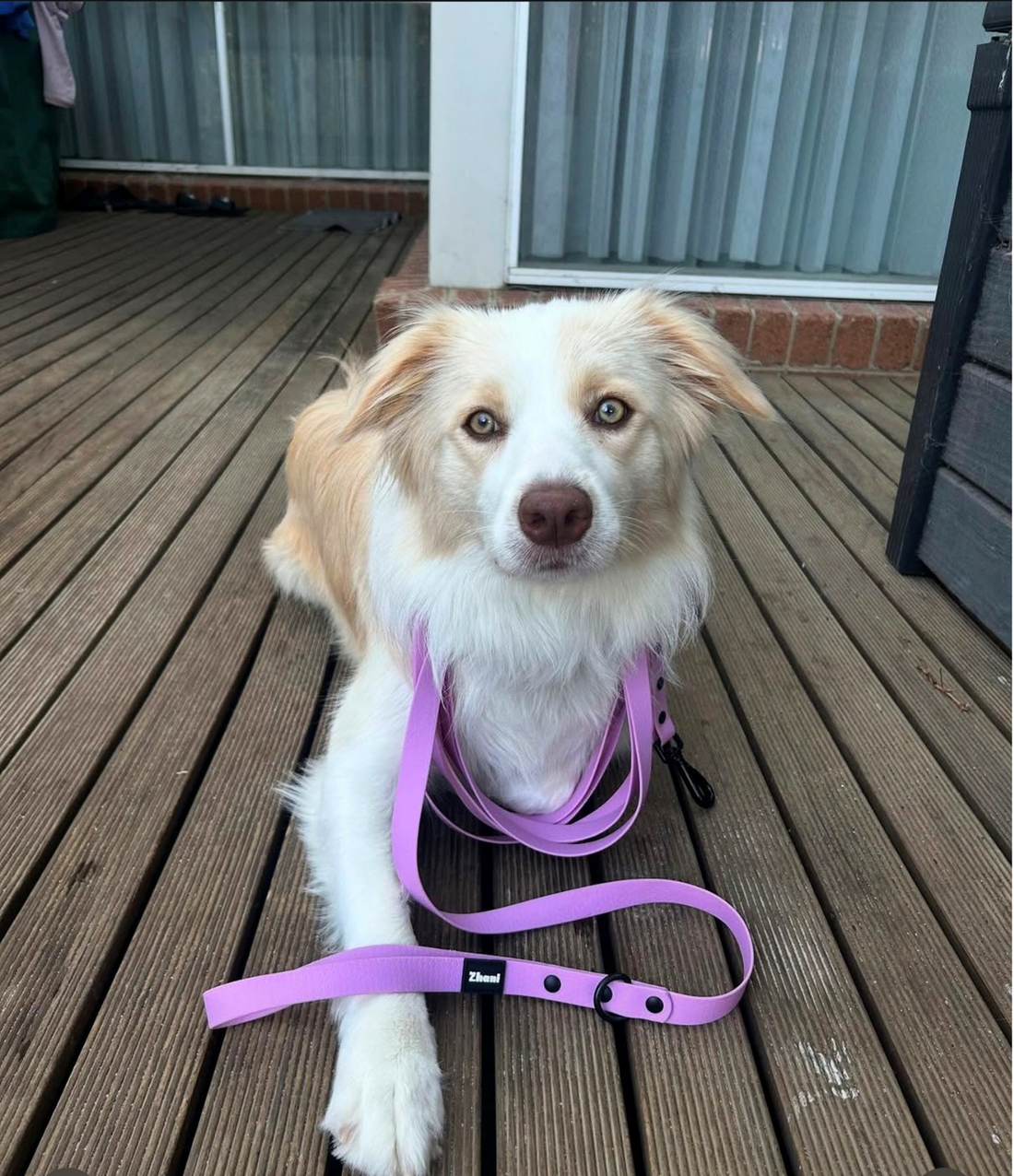 Whitney walking Cora on a Zhani long line dog lead