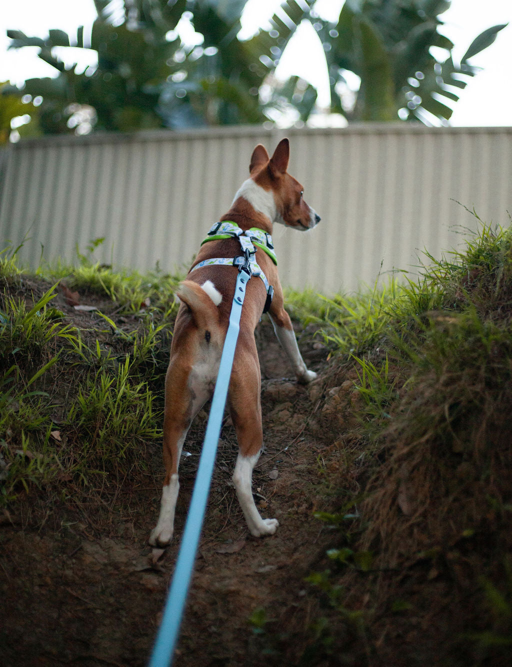 Long Line Dog Lead; Washable; Light; Strong; Comfortable; Waterproof