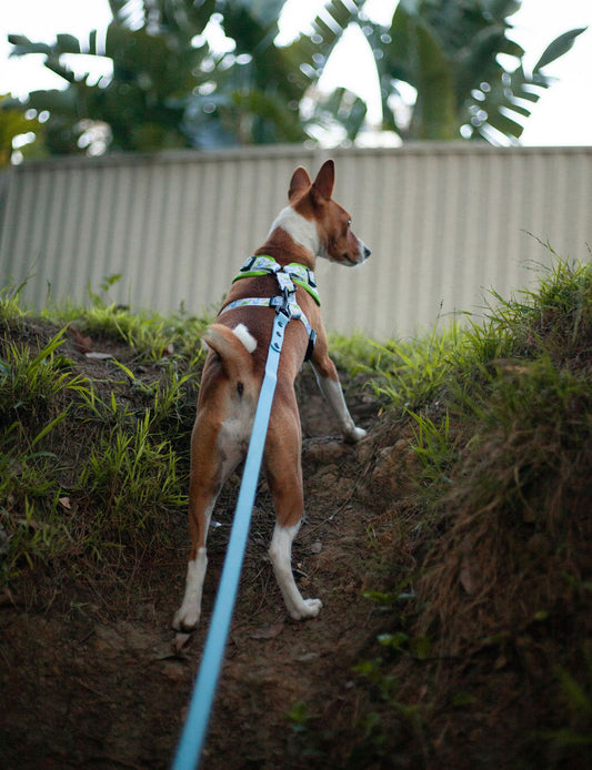 Long Line Dog Lead; Washable; Light; Strong; Comfortable; Waterproof