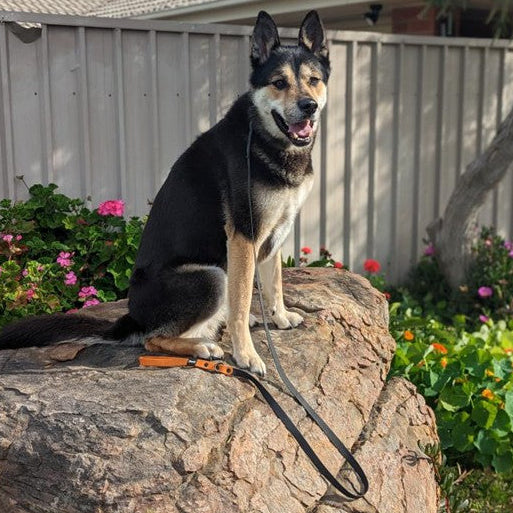 Dog sitting on a rock with flowers and a house in the background
