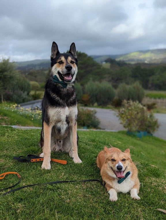 Black with Orange Handle - Long Line Dog Lead; Washable; Light; Strong; Comfortable