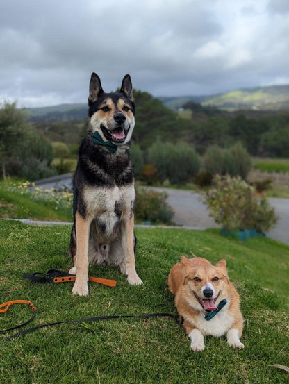 Black with Orange Handle - Long Line Dog Lead; Washable; Light; Strong; Comfortable