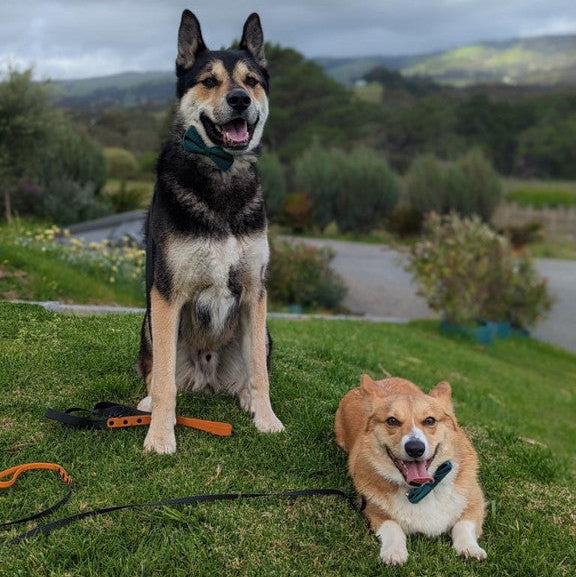 Two dogs sitting on grass with a scenic background