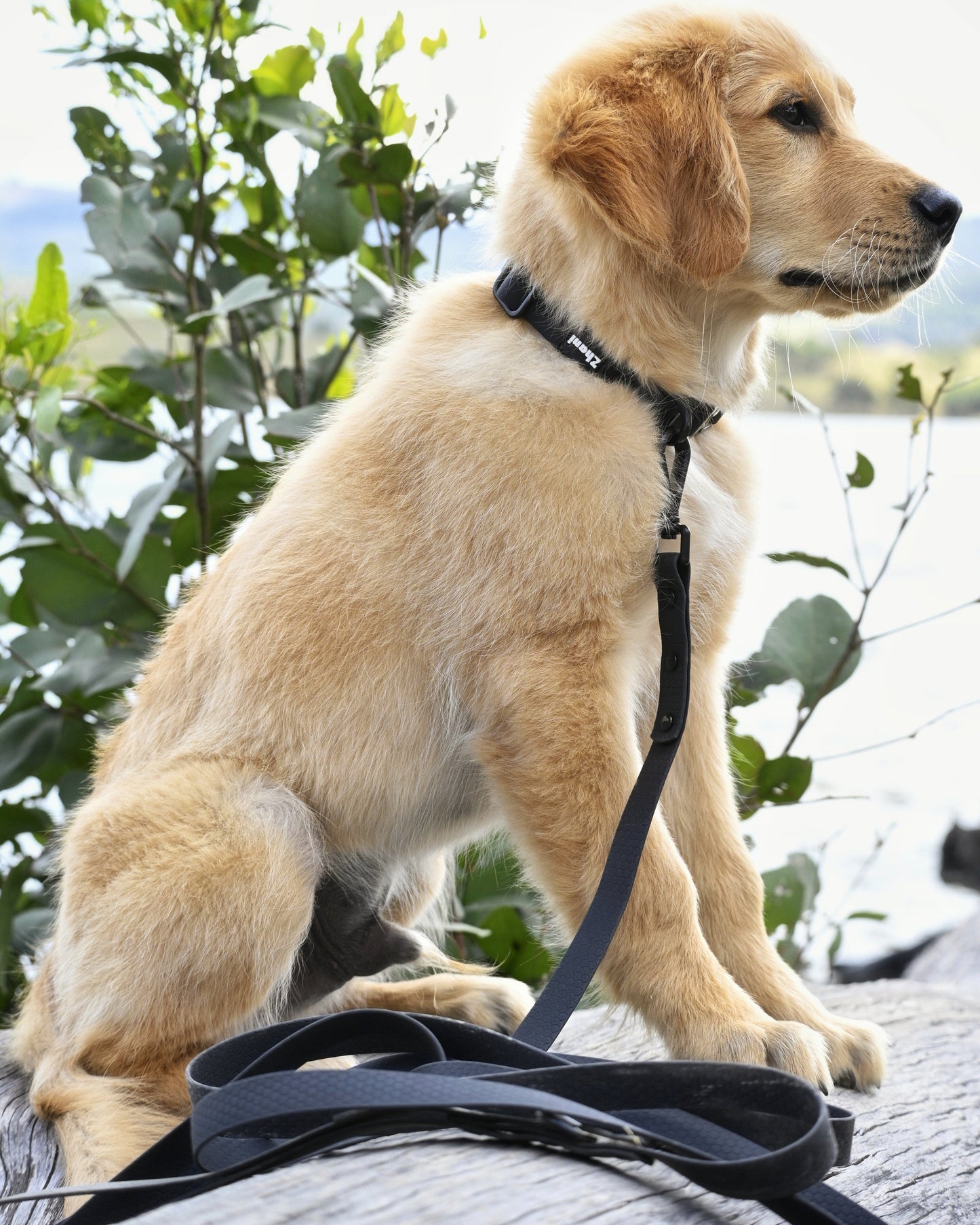 Black - Long Line Dog Lead; Washable; Light; Strong; Comfortable; Waterproof; Collar;