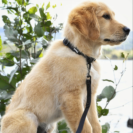 Black - Long Line Dog Lead; Washable; Light; Strong; Comfortable; Waterproof; Collar;