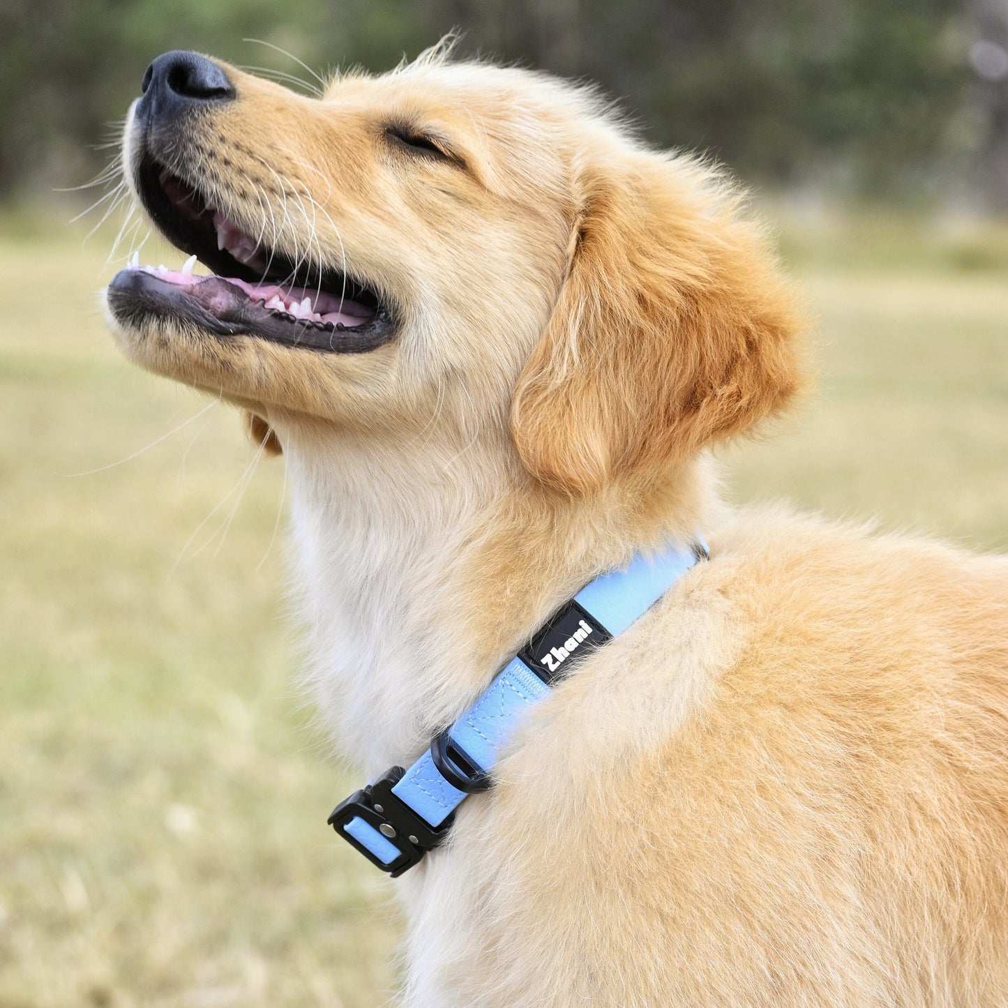 Dog wearing a blue collar with a blurred natural background