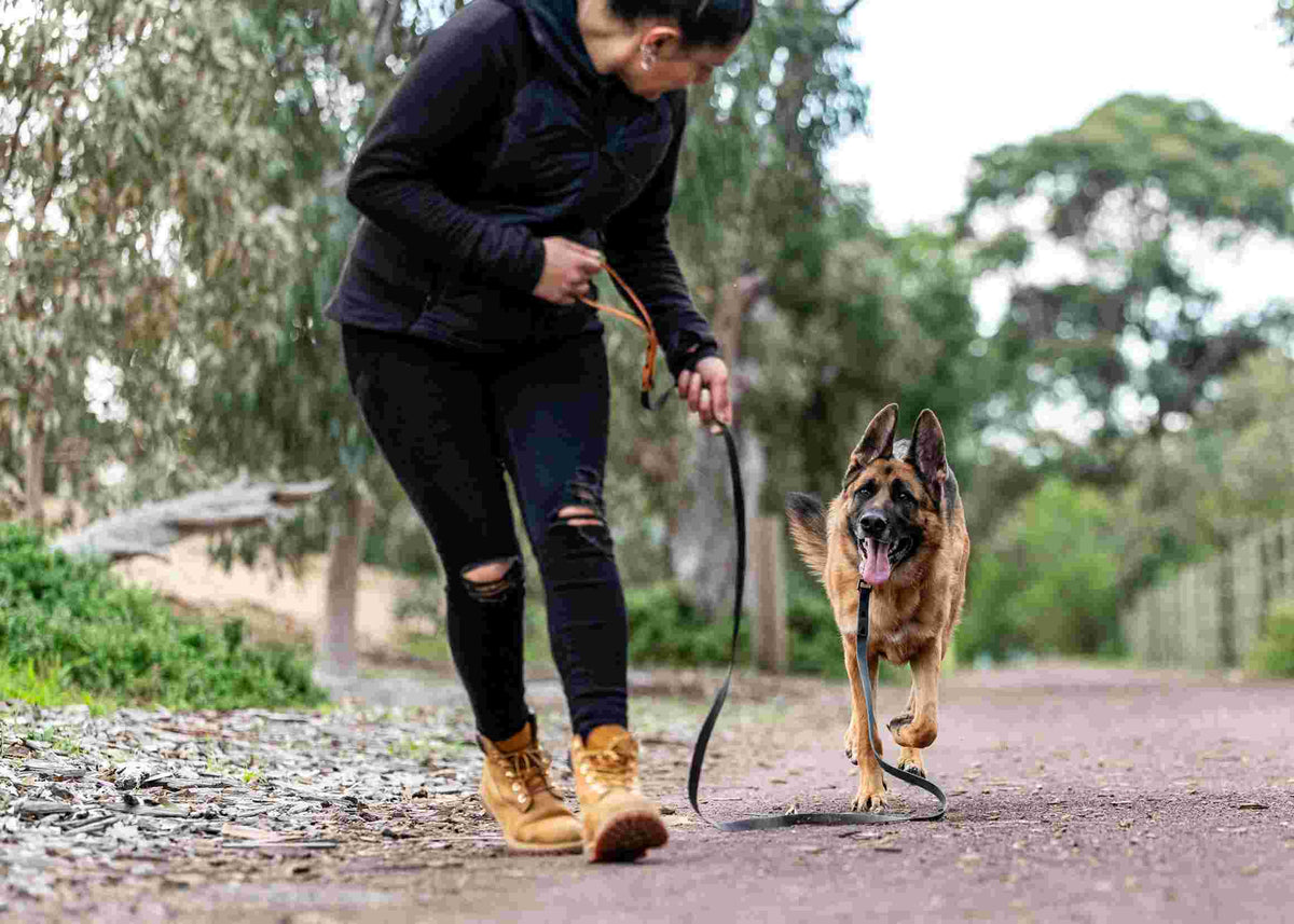 Dog with human running on lead