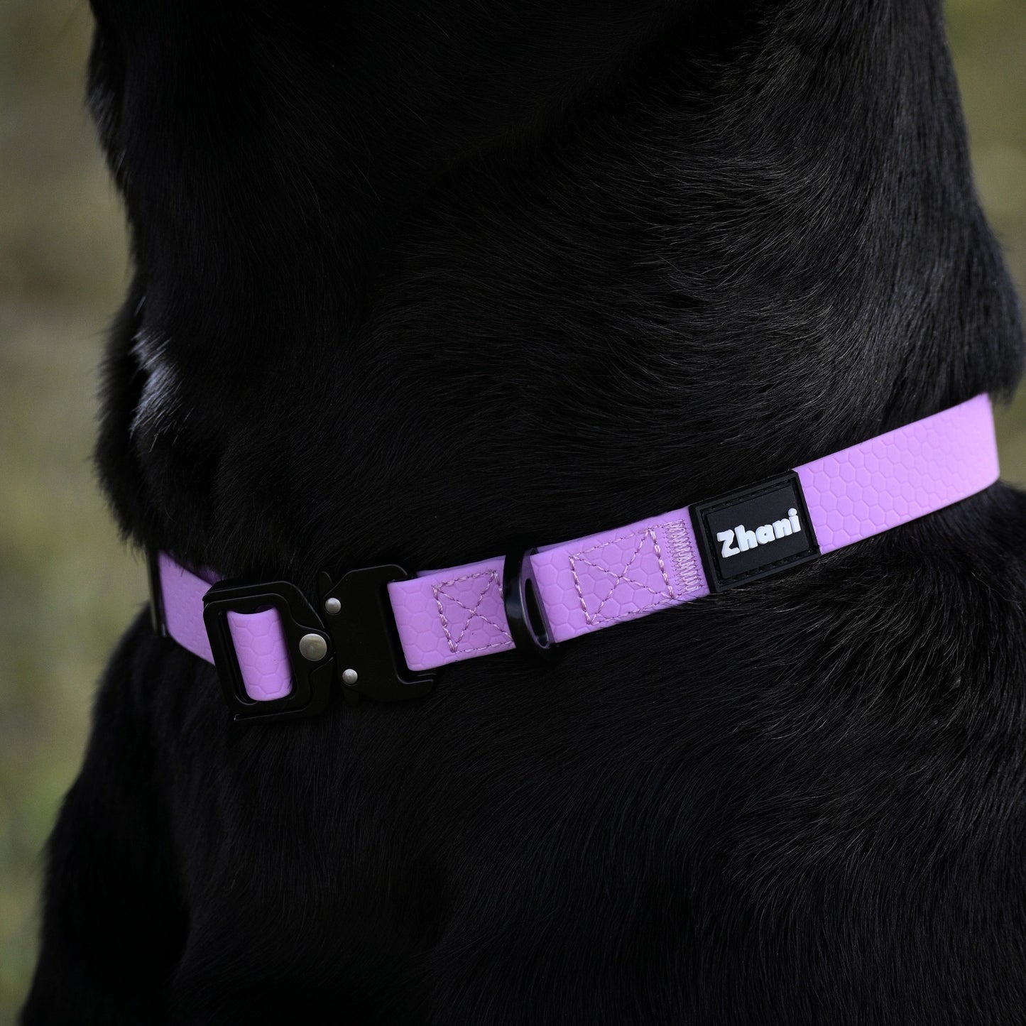 Zhani Lilac dog collar on a black dog.