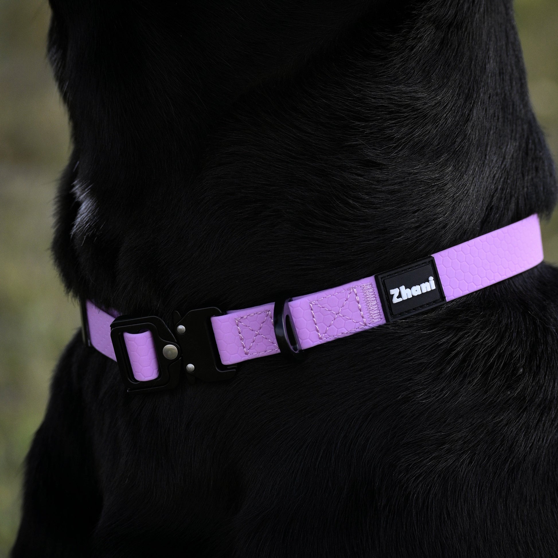 Zhani Lilac dog collar on a black dog.