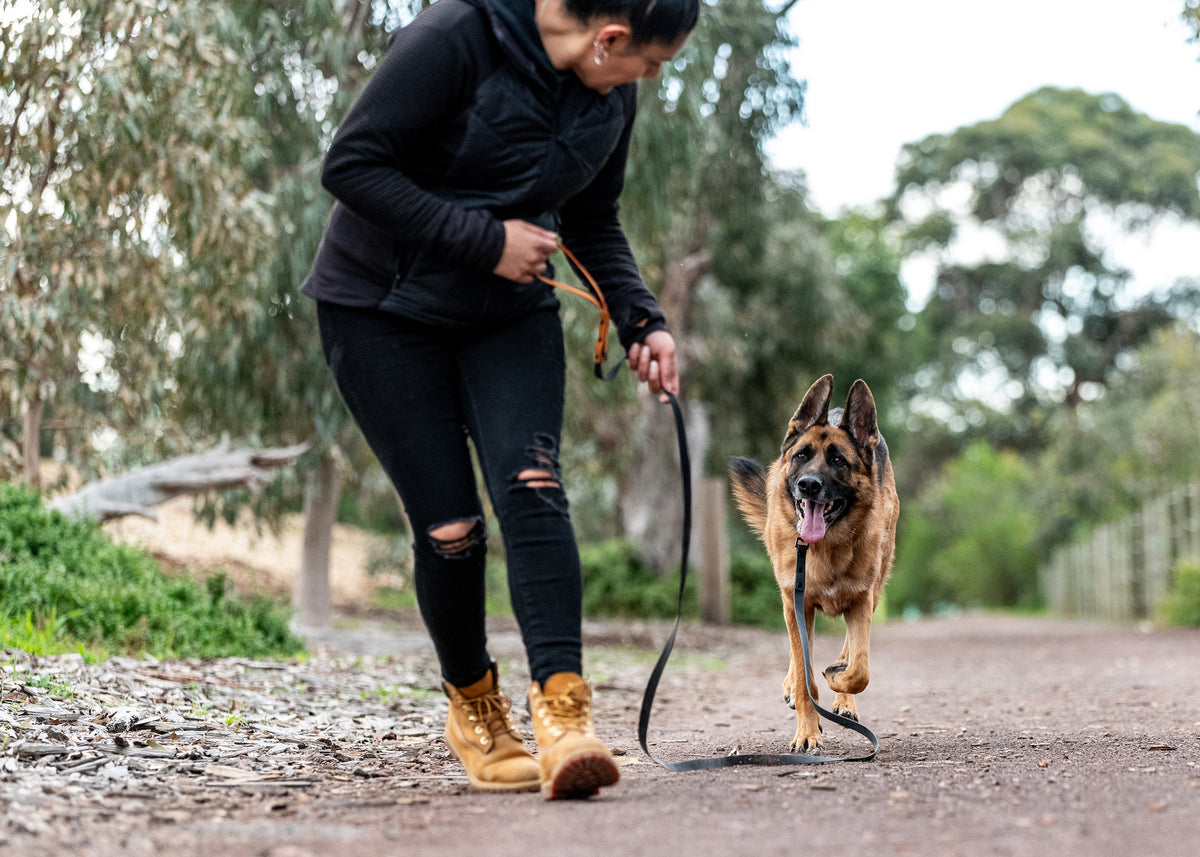 Person walking a German Shepherd dog on a leash in a park setting