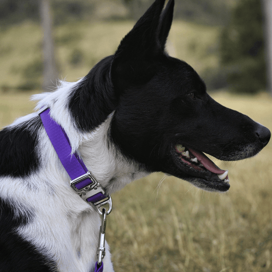 Purple dog collar with silver buckle in a natural background