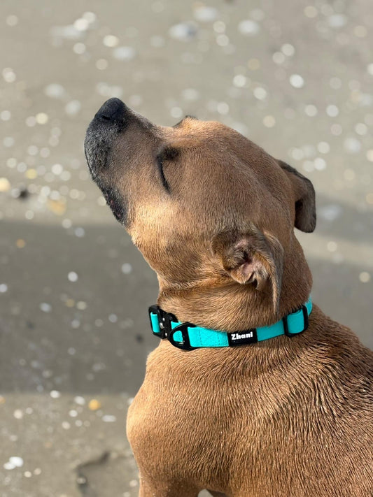 Aqua Dog Collar - Washable; Durable; Flexible