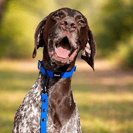 A GSP Dog with a Zhani blue lead and collar