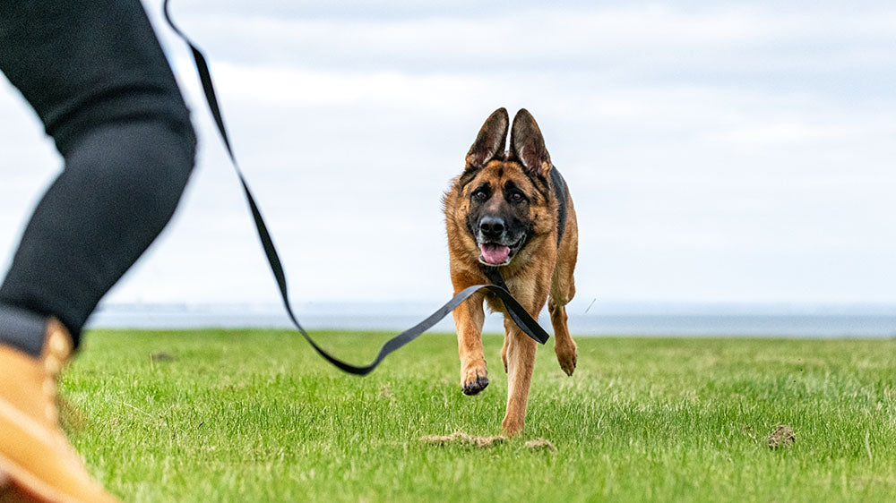 German Shepherd running on lead