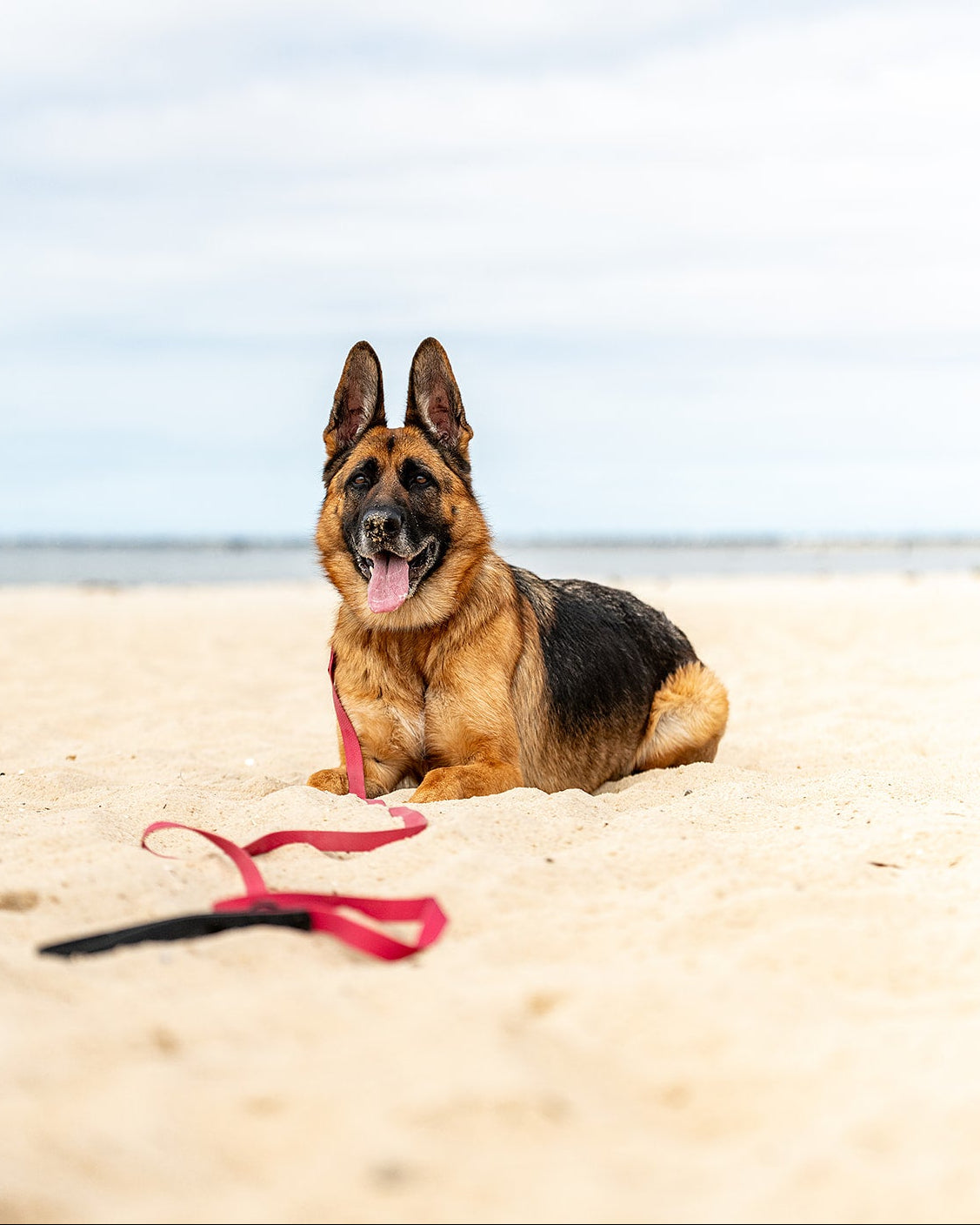 A German Shepherd dog lies on a sandy beach with the ocean and cloudy sky in the background. A red leash with a black clip is in the sand in the foreground.
