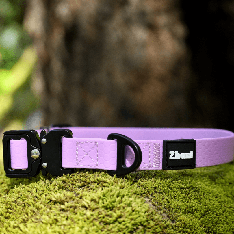 Purple dog collar with black hardware on a green mossy surface